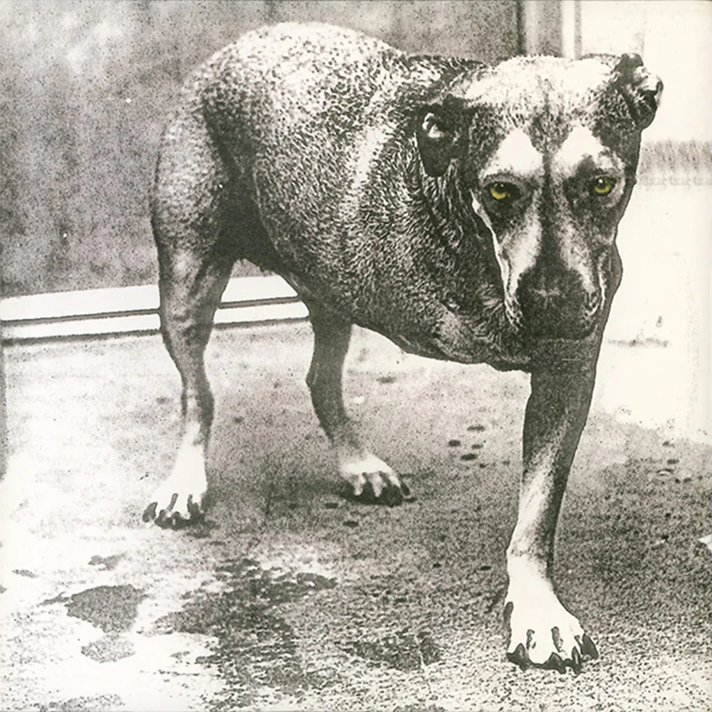 Alice in Chains (30th Anniversary Edition) (Yellow Vinyl) - Alice in Chains (Vinyl) (AE)